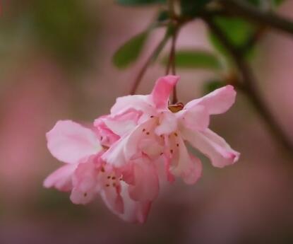 樱花谷：春日赏花好去处